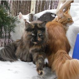 I am a Maine Coon breeder in Germany .... I love the mentality of these big cats and I'm happy to live with these wonderful animals ...