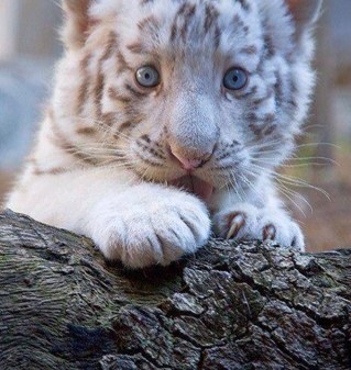 lovlen12341's profile picture. 