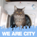 Jerry the blue cat (@julies239) Twitter profile photo Jerry the blue cat (@julies239) Twitter profile photo