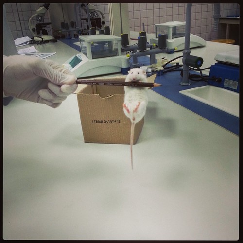 RayanAlharbi12's profile picture. #Legal_drug_dealer  .. ‏Pharmacist