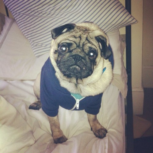 BertiethePug's profile picture. i like foooood and waaaaalkies