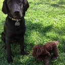 Shari Mueller - @girl4design - Twitter