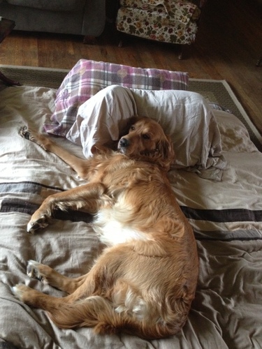 DaBruuuuce's profile picture. Woof, woof woof, woof woof woof.  Woof woof woof woof woof woof: woof woof woof, woof woof woof woof woof.