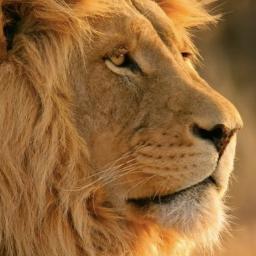 CodyCampbell20's profile picture. This is Cody Campbell.