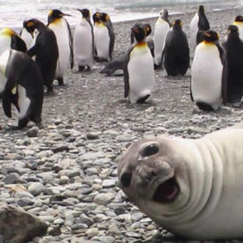 svicary's profile picture. 