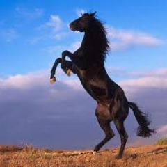 paardemeisjuh's profile picture. love 4 paardjuhs!!!!!!!!!!! hihiihihihihih