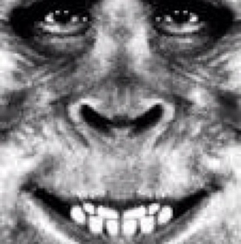 Official Twitter account of the Long Island Bigfoot Society