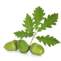 Tour de Oaks and Acorns