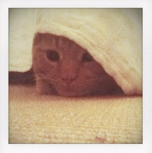 JaneReichardtEP's profile picture. Child & educational psychologist. Cat, tortoise & human parent. Interests: knitting, gardening, fitness, healthy eating and wellbeing. Pronouns: she/her