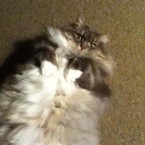 I have nothing to say. Not using this twitter, but cant seem to get it to delete. Weird.