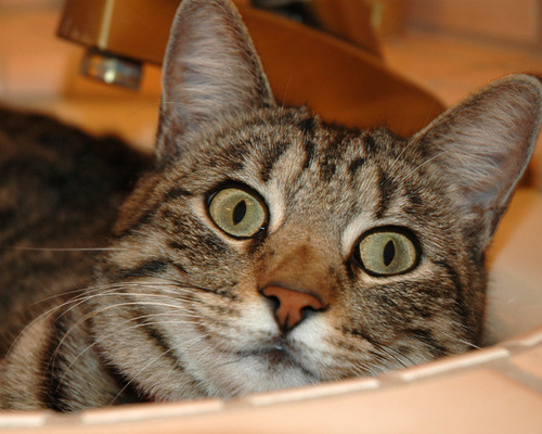 Follow me if u LOVE cats and Kittens