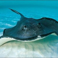 Hannalei Elementary (@hannstingrays) 's Twitter Profile Photo