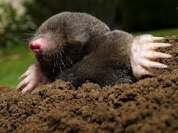 nomoremolehills's profile picture. Family Business with over 15 years of experience in successful mole trapping using traditional techniques. For more details - northwalesmolecontrol@outlook.com