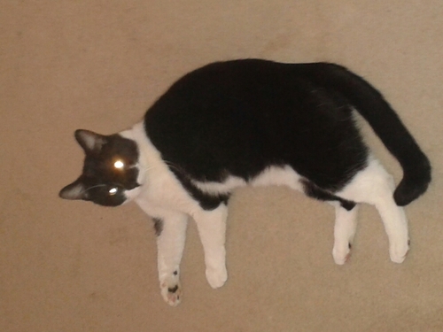 brother of zippy.thinner. top trekker. miaower extraordinaire