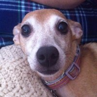 Krista (@klneable) 's Twitter Profile