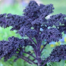 DelishyTown's profile picture. I'm a city farmer, writer, cook, designer, actor & photographer. I like to sew & I love my dogs. I'm always hungry. My tumblr: http://t.co/VNEuB3oGJj