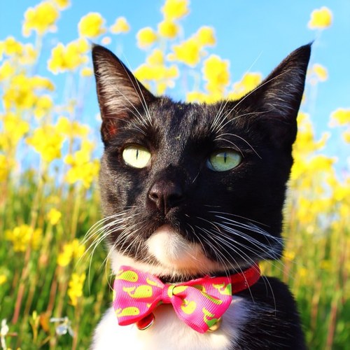 hello_oskar's profile picture. I’m just a cat(person) who wants to live in a fair world.