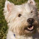 Carl Whitney - @CarlWhitney2 - Twitter