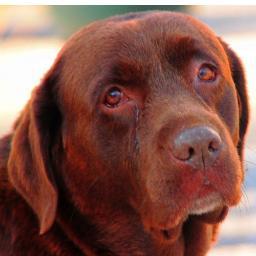 Divulgamos sobre doação, adoção, animais perdidos, ou que precisem de resgate, saúde animal e curiosidades.