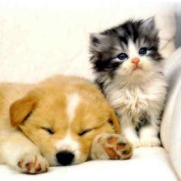Holistic dog and cat food delivered right to your front door. No more McDonald's food for your pet...cheaper and better than the shelved pet store junkfood