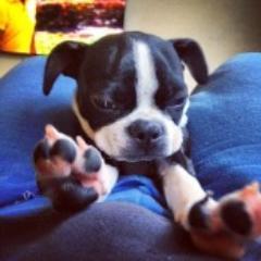 Official Twitter page for With A Bark. Visit us at http://t.co/DJJYCjGqi6. Check out our reviews, favorite picks, and updates on my Boston Terrier, LuLu Bean.