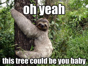 sloths are cool, so am i