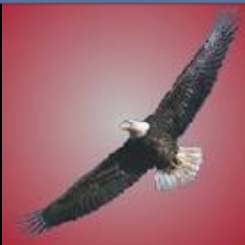 Tweeting the scores and details of sporting events from Huntsville, Arkansas.