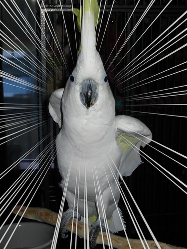 Hello! I'm Leo Peepers, Cascadian traveling triton cockatoo #parrot & connoisseur of loud screaming. I love you. And the human @cascadiannomads. Sometimes.