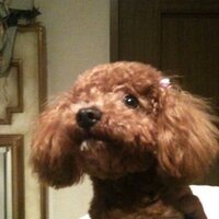 kurofune-takashi (@t_the_lost_man) 's Twitter Profile