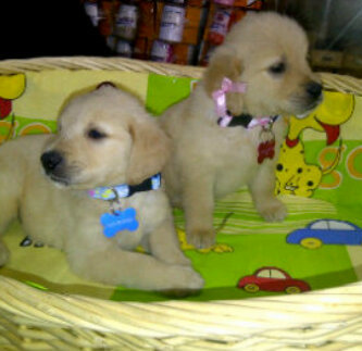 goldenvenezuela's profile picture. 