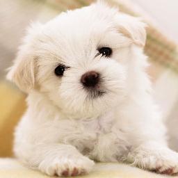 angwengli's profile picture. 