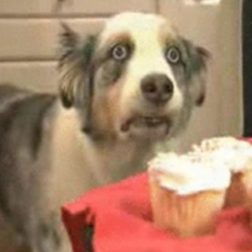 kyletealligator's profile picture. Just a simple alligator who also happens to be your everyday babe magnet.