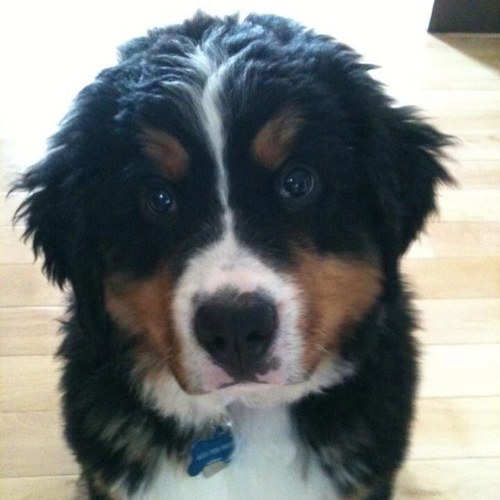 Likes: Blue Jays, Leafs, and Calgary. Dislikes: Slow Left Lane Drivers. They are the worst people on earth.