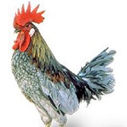 Chickens are forever...