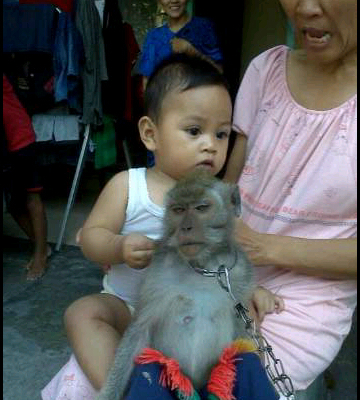 Kill bonek
