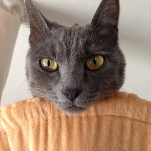 RolanberryChoco's profile picture. 