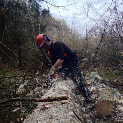 Arbouriculture and woodland management to a range of landowners with varying needs; a service that’s clean, easy and reliable. Info@ajwoodlandmanagement.co.uk