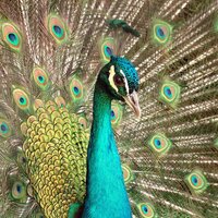 Gustavo Alencar (@gustavobigode) 's Twitter Profile