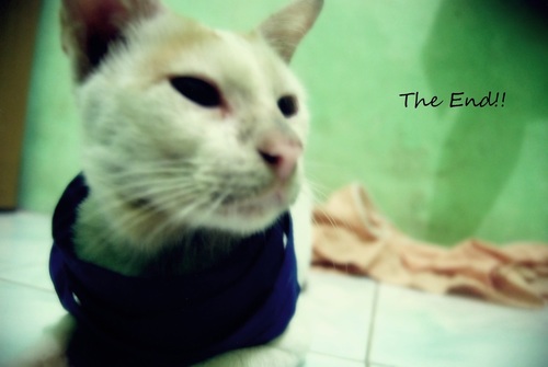 MiawKami's profile picture. Kritikan warga Indonesia