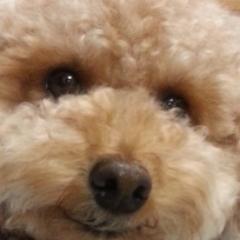 散歩を愛するトイプードルのよしぼーです。主食はケータイ（タンス保管派）。デザートはマイル（JGC&SFC）。 色々間食（セキスペ、ネスペ、SAA、国内旅行業務管理者etc）。株をボチボチ勉強中。yoshibot休止。濃いめの烏龍茶好き。