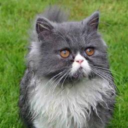 BonSilene's profile picture. Busy running a gardening business. Love gardening, cats, cooking, reading & sunshine.