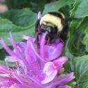 Kris Herr - @choirkris - Twitter