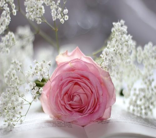 كل بداية محرقه تكون نهايتها مشرقه