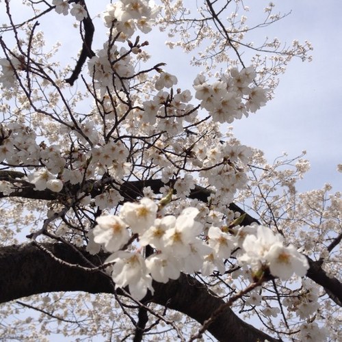 Cshell_11's profile picture. 