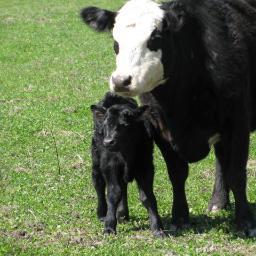Libertarian farmer  & Obsolete Mechanical Engineer
Newly a Democate, times need
 change
SUNY Alfred ny / Union College