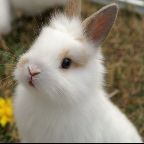 加工ウサギ画像bot たまに他動物 Kupuu001 Twitter
