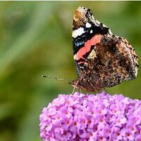 Wildlife Garden at Mistletoe Cottage (@mistletoecott) 's Twitter Profile