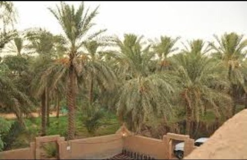 رجل يتنفس وياكل ويشرب ويلبس ويتفصخ ويحب البربسه بالبرتسه حسبي الله علي من هكر حسابي عساه للقمل اللي ينتشر بجسمه ولا يلقاله علاج القصيم بريدة Kik hmm5656