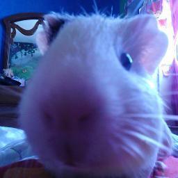 Los cobayas son unos pequeños mamíferos pertenecientes a la familia de los roedores, a la cual pertenecen también los ratones, hamsters, jerbos, degús, ratas.