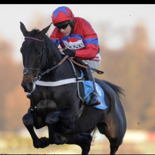 Horseandaround's profile picture. Lets Get Booming !